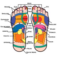 /album/galeria-de-fotos-reflexology/reflex-jpg/